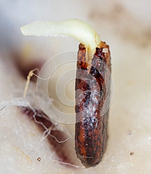 Watermelon seed germinates in a napkin