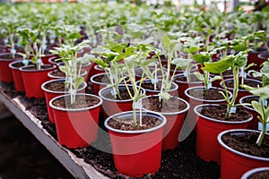 Watermelon seedling. Potted plants in flower pot at greenhouse