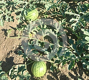 Watermelon on vegetable garden