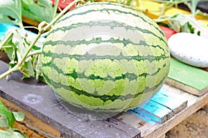 Watermelon in vegetable garden