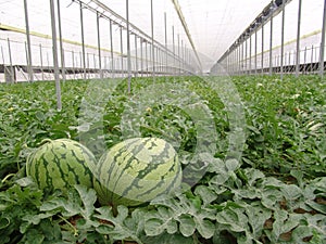 Watermelons on Almeria greenhouse. photo