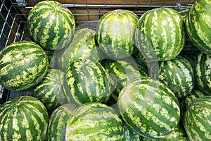 Watermelons in  bunch on the counter of the store