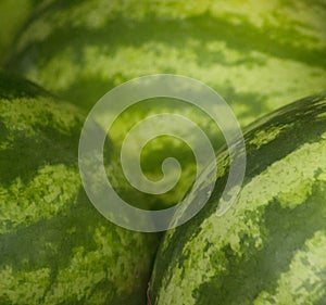 Watermelons fruit in supermarket grocers