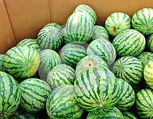 Watermelons For Sale
