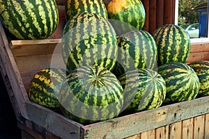 Watermelons photo