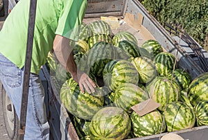 Watermelons on a spontaneous market by the highway