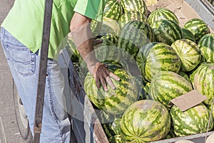 Watermelons on a spontaneous market by the highway