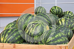 Watermelons Wholesale