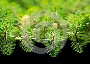 Watermilfoil plants in a pond