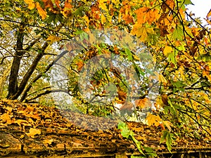 watermill and water friction in pili triklala greece autumn colors in platanus forest