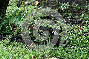 Watermonitor