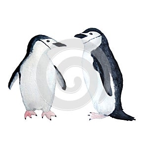 Waterocolor hand drawn illustration with arctic pole penguins on ice. Antarctina marine sea ocean anmals migration birds