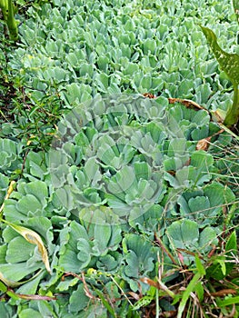 Waterplant ecosystem in tropical area