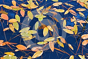 Waterplant in a water