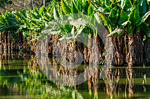 Waterplants in a lake