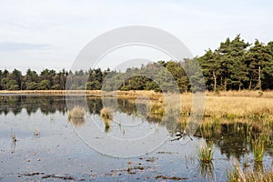 Waterplas in Het Gooi, Lake in Het Gooi