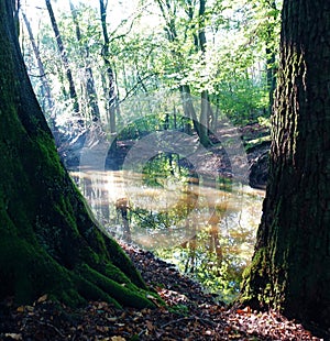 Waterpool in forest in spring