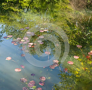 Waterpool  reflection of trees