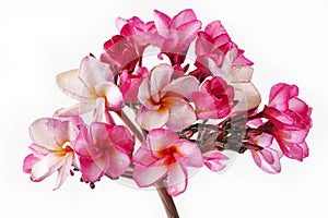 Waterproofs On Pink Plumeria