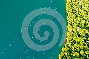 Waters of Lim bay with oyster farm surrounded by forest