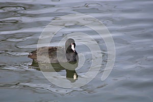 An American coot swimming in Fain Lake in Prescott Valley, Arizona photo