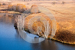 Waterside birch trees in autumn photo