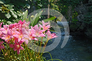 Waterside flowers photo