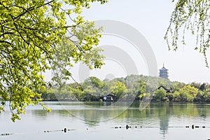 Waterside green tree and Leifeng Pagoda