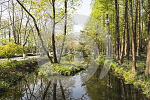 waterside green tree