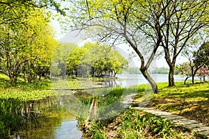 Waterside green trees and lotus leaf