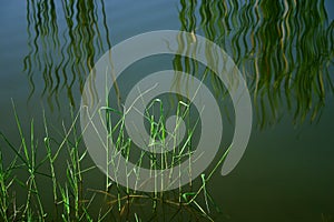 Waterside reeds, reflections