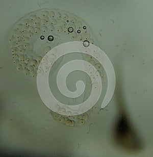 Watersnail eggs with bubbles