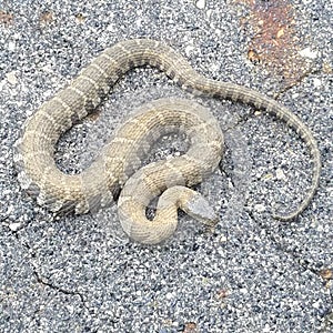 Watersnake on the Road