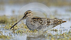 Watersnip, Common Snipe, Gallinago gallinago photo