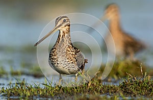 Watersnip, Common Snipe,Gallinago media photo