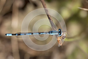 Watersnuffel, Common Bluet, Enallagma cyathigerum photo