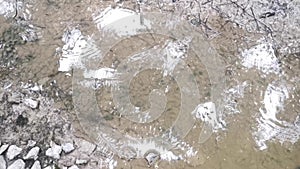 Waterstrider insect on the surface of the crystal clear water