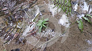 Waterstrider insect on the surface of the crystal clear water