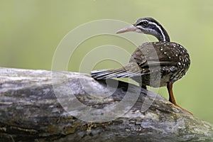 Watertrapper, African Finfoot, Podica senegalensis photo