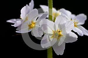 Waterviolier, Water violet, Hottonia palustris