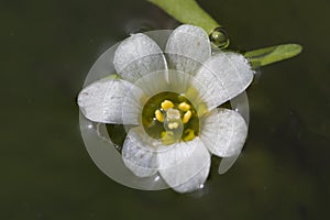 Waterwaaier, Cabomba