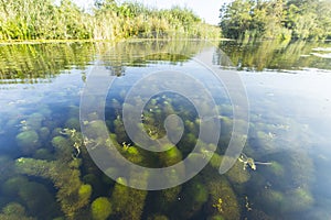 Waterwaaier; Carolina Water-shield; Cabomba caroliniana photo
