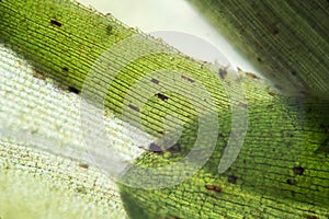 Waterweed Elodea leaf structure by microscope. Freshwater plant aquarium decorative algae. Eutrophication problem photo