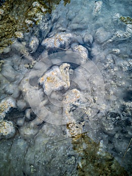 Waterweed in the river top view closeup background image