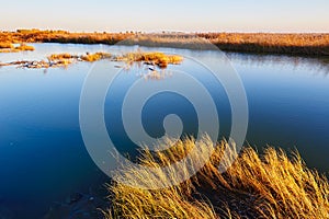 The waterweeds of wet land