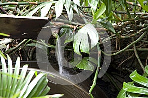 Waterwheel tropical garden