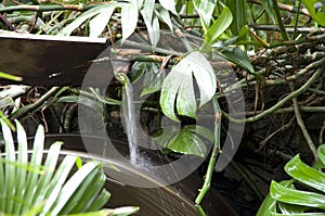 Waterwheel tropical garden photo