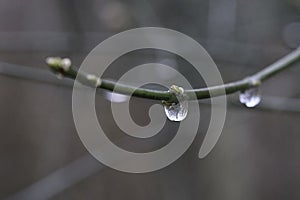 Waterworld -Raindrop On A Branch