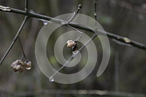 Goccia di pioggia sul mini cuffie un 