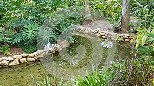 Watery garden photo